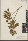 Foto von Salix phylicifolia L.